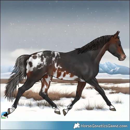 Horse Color:Brown Skewed Appaloosa 