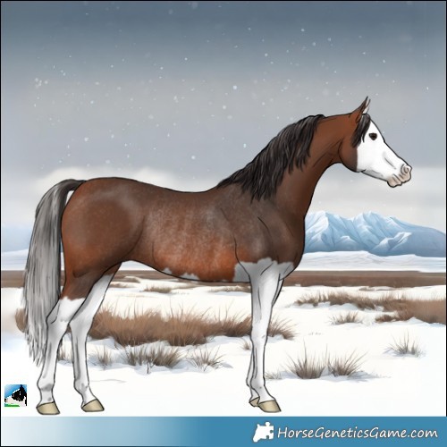 Horse Color:Bay Splash Rabicano 