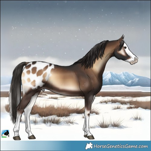 Horse Color:Liver Red Onyx Splash Appaloosa 