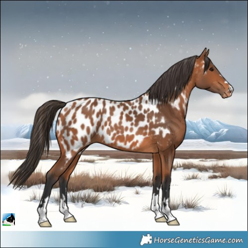 Horse Color:Bay Near Leopard 
