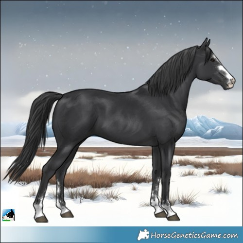 Horse Color:Black 