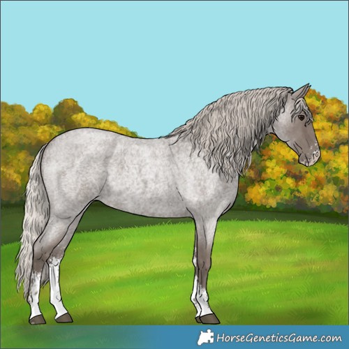 Horse Color:Silver Blue Roan Sabino
