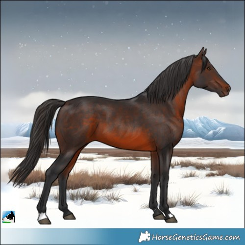 Horse Color:Brown 