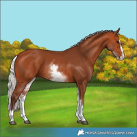 Horse Color:White Spotted Silver Bay Splash 