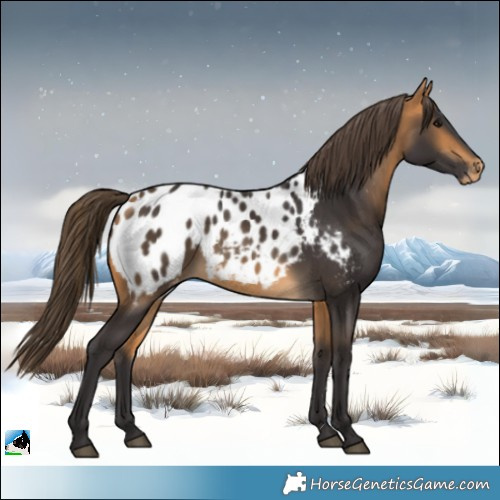 Horse Color:Buckskin Blanket 