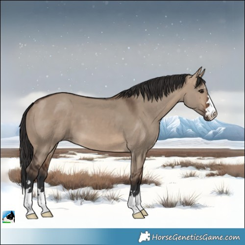 Horse Color:Brown Dun 
