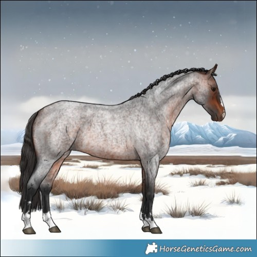 Horse Color:Bay Roan 