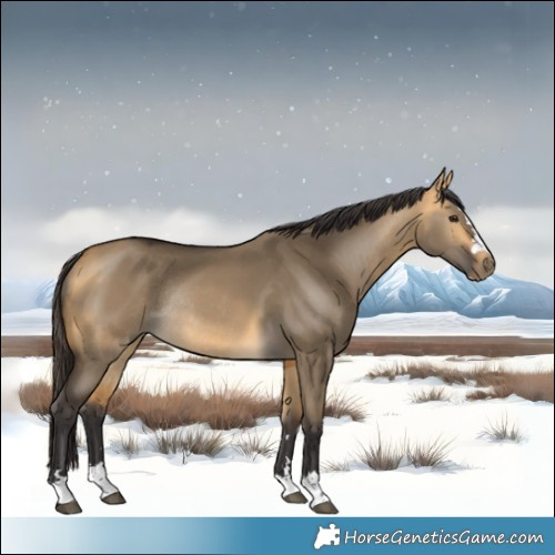 Horse Color:Buckskin Dun Rabicano 