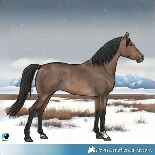 Horse Color:Brown Dun Rabicano 