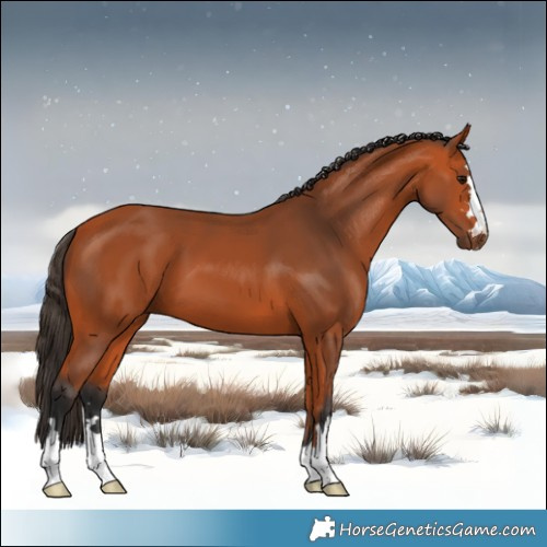 Horse Color:Bay 