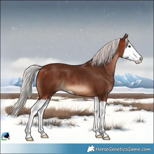 Horse Color:Silver Bay Splash 