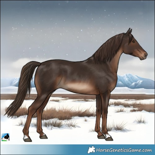 Horse Color:Liver Chestnut 