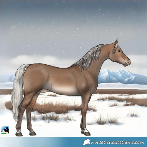 Horse Color:Silver Bay Dun 