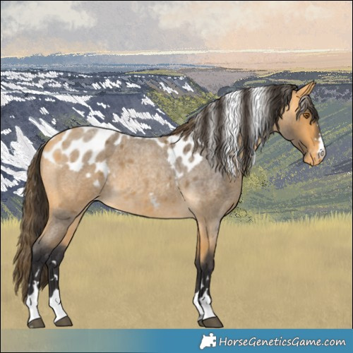 Horse Color:Buckskin Roan Skewed Appaloosa 