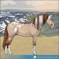 Horse Color:Red Dun Skewed LP Spotted