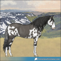 Horse Color:Grullo Skewed LP Spotted 