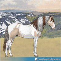 Horse Color:Amber Champagne Dun Splash Tobiano Skewed LP Spotted and Amber Champagne Dun Tobiano Skewed LP Spotted