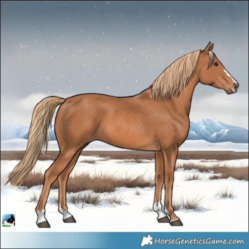 Horse Color:Chestnut 
