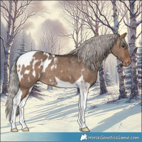 Horse Color:Silver Brown Dun Tobiano Blanket