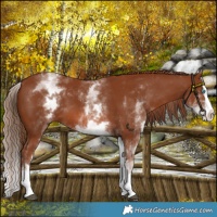 Horse Color:White Spotted Chestnut Splash 