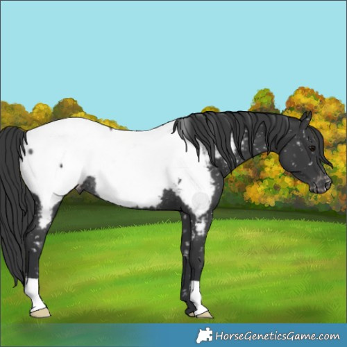 Horse Color:Black Appaloosa Rabicano 