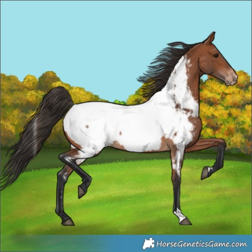 Horse Color:Bay Appaloosa