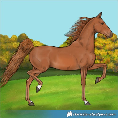 Horse Color:Chestnut 