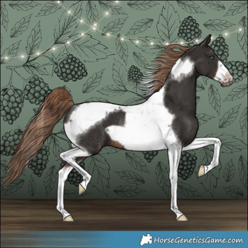 Horse Color:Liver Chestnut Tobiano Frame Rabicano 