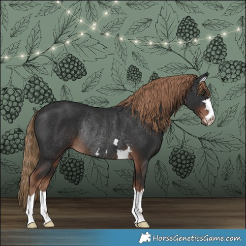 Horse Color:Liver Chestnut Rabicano 