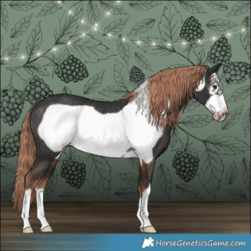 Horse Color:Liver Chestnut Frame Rabicano 