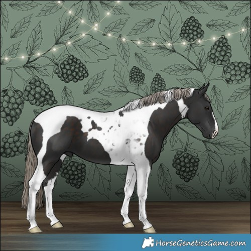 Horse Color:Liver Chestnut Tobiano