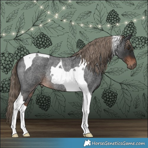 Horse Color:Liver Red Roan Tobiano Rabicano 