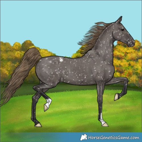 Horse Color:Smoky Grullo Appaloosa