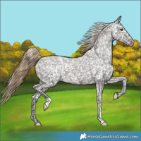 Horse Color:Smoky Grullo Appaloosa 