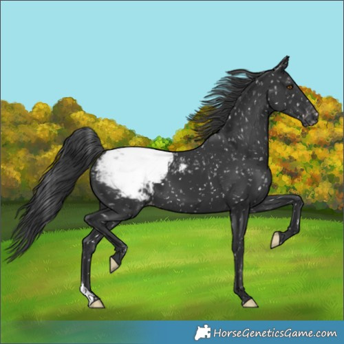 Horse Color:Black Appaloosa
