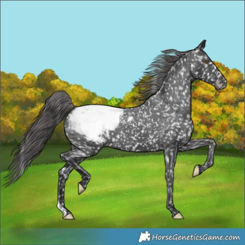 Horse Color:Black Snowcap 