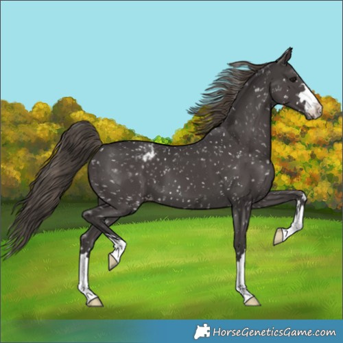 Horse Color:Smoky Black Appaloosa 