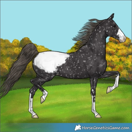 Horse Color:Smoky Black Appaloosa
