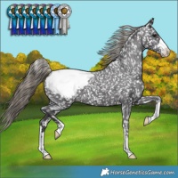 Horse Color:Smoky Black Appaloosa 