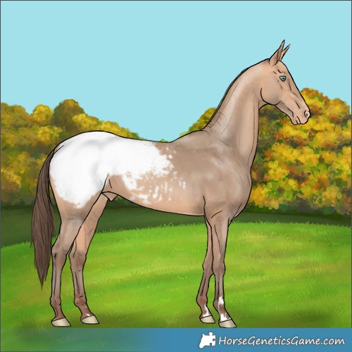 Horse Color:Amber Champagne Appaloosa Rabicano 