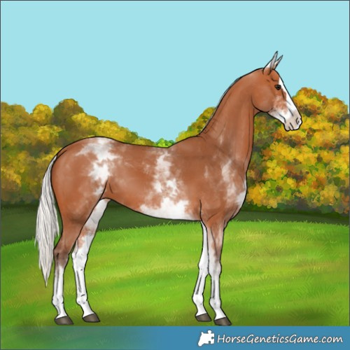 Horse Color:White Spotted Silver Bay Splash 