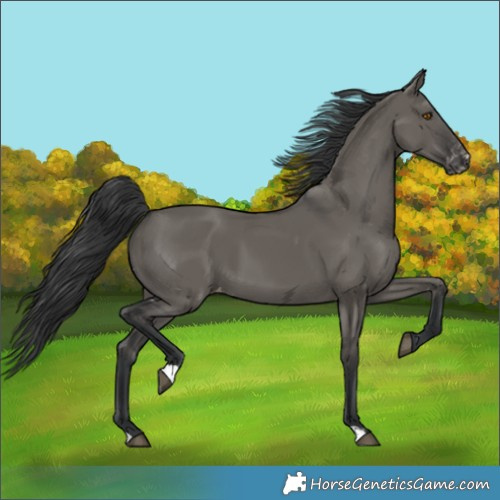 Horse Color:Grullo Skewed Appaloosa