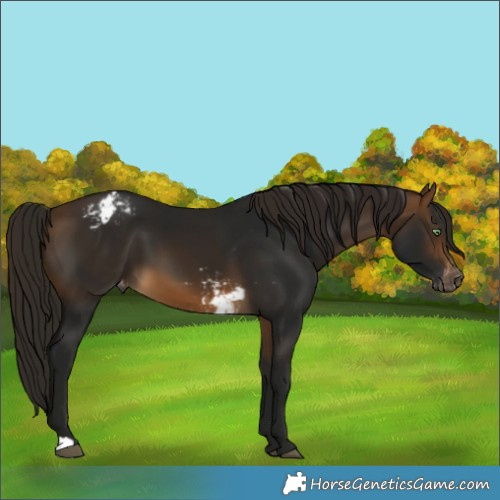 Horse Color:Gray Buckskin Skewed Appaloosa 