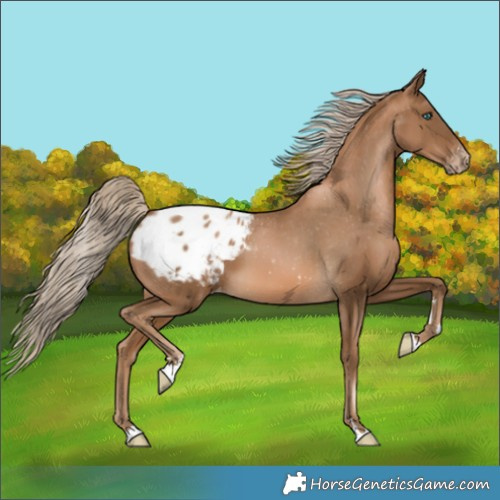 Horse Color:Gray Chocolate Palomino Pearl Appaloosa