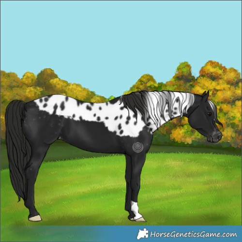 Horse Color:Gray Smoky Black Skewed Appaloosa 