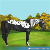 Horse Color:Gray Smoky Black Skewed Appaloosa 