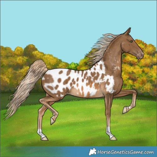 Horse Color:Chocolate Palomino Appaloosa 