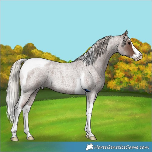 Horse Color:Silver Blue Roan Splash Tobiano Rabicano