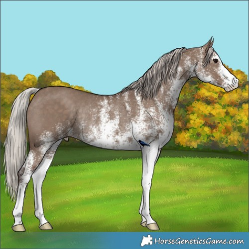Horse Color:White Spotted Silver Grullo Rabicano 