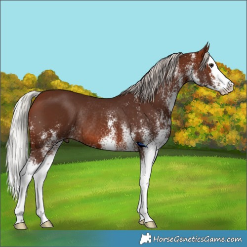 Horse Color:White Spotted Silver Brown Splash Rabicano